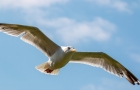 一只海鸥在天空中展翅飞翔图片