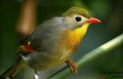 8种颜值高且受欢迎的宠物鸟图片