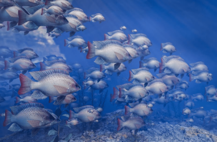 蓝色深海罗非鱼鱼群图片