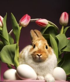 可爱兔子素材图片下载