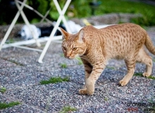 猫咪杯状病毒的症状表现与治疗方法