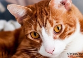 猫咪传染性腹膜炎的治疗与传染途径探讨