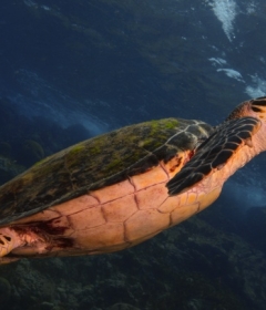 深海乌龟图片