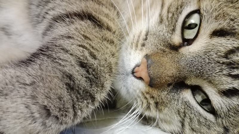 澳大利亚牧牛犬品种介绍，澳大利亚牧牛犬多少钱一只