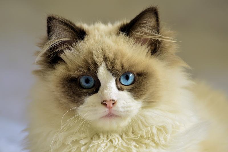 日本狆犬品种介绍，日本狆犬图片寿命