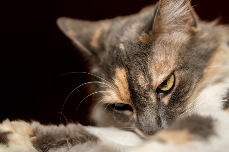 欧洲短毛猫品种介绍