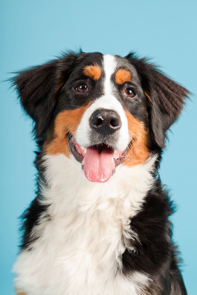 挪威伦德猎犬:优雅与智慧的完美结合