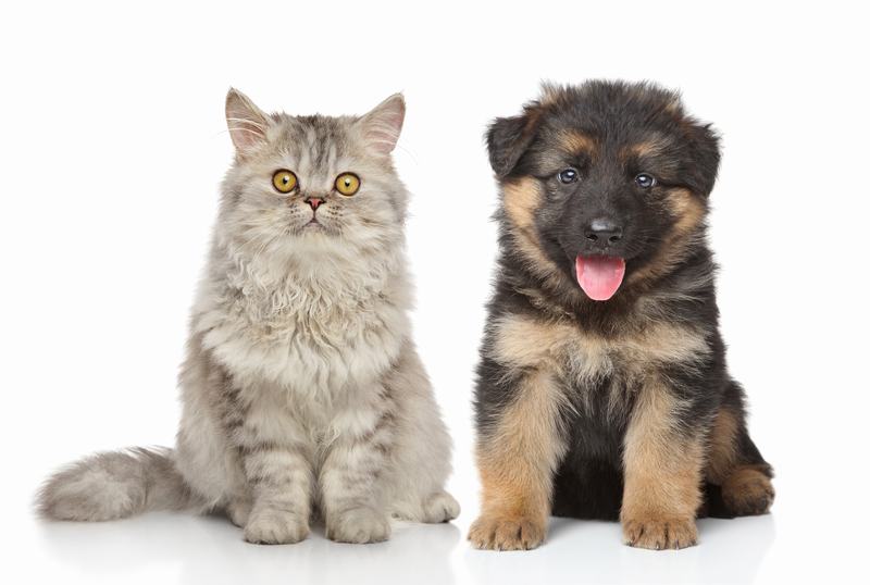探索爱尔兰猎狼犬的独特魅力