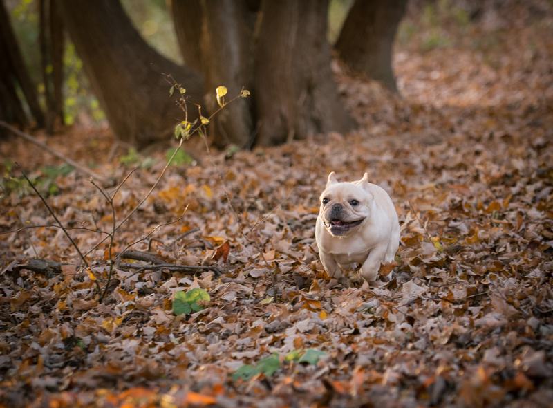 蝴蝶犬品种介绍：优雅与温柔的完美结合