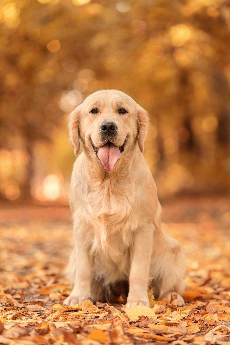 德国牧羊犬：聪明、忠诚与优雅的完美结合