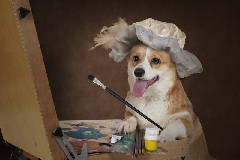 纪州犬品种介绍:了解中华spaniel的文化与魅力