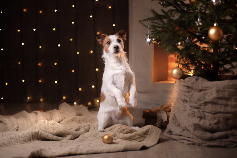 波利犬：外表可爱，内心温柔，是宠物界的宝藏