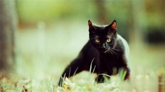 get_img-139