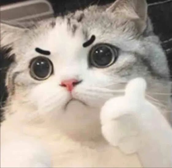 宠物发情喂避孕药可以吗?这些后果需要考虑