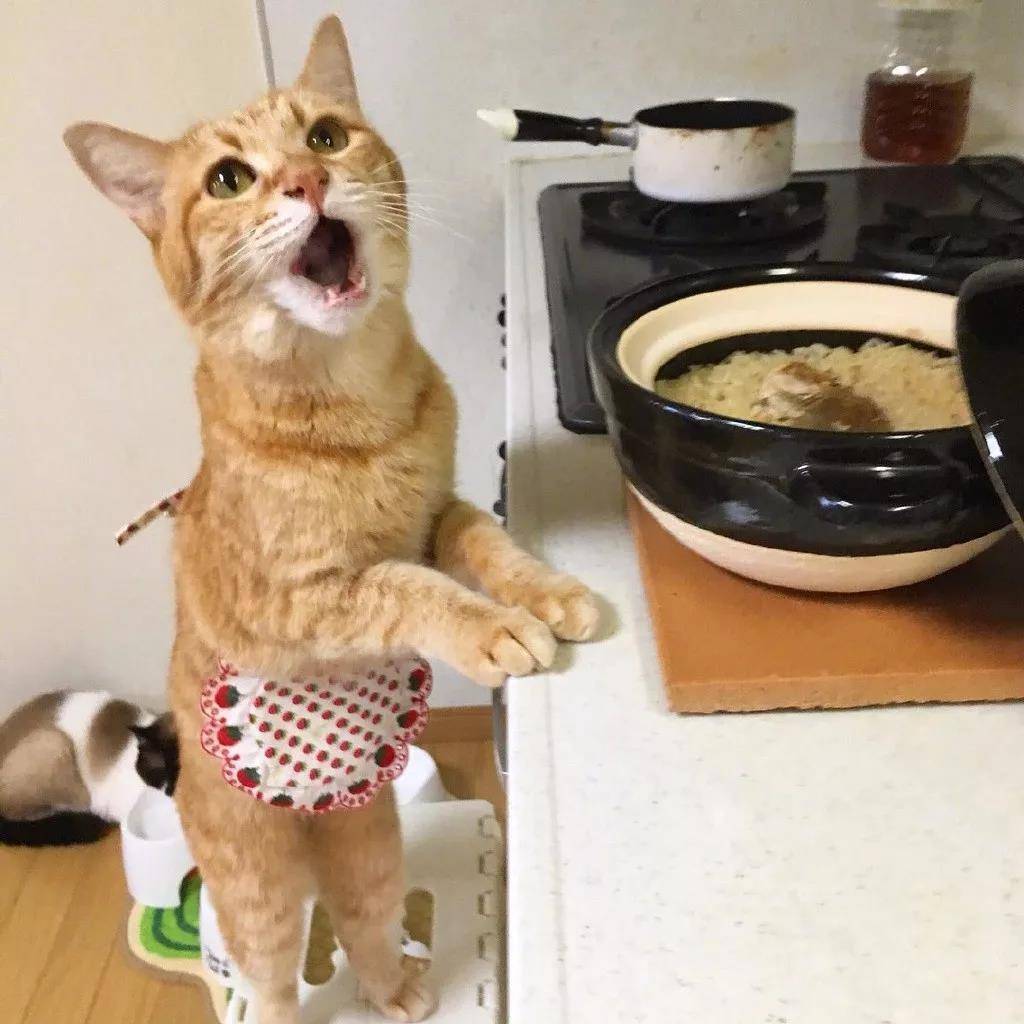 洒家新请的猫咪小保姆,了解一下