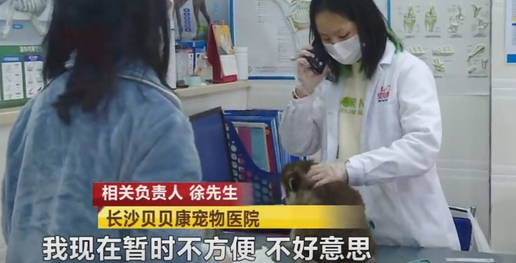 长沙一宠物医院给法斗犬洗澡,高温烘干致死,负责人:赔一两千了事