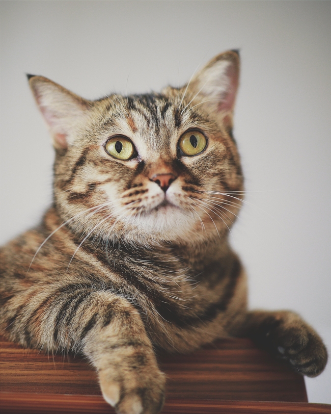 可爱憨憨虎斑猫图片
