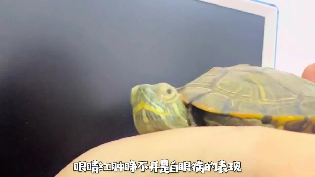 乌龟生病的预兆：如何判断乌龟是否生病了？