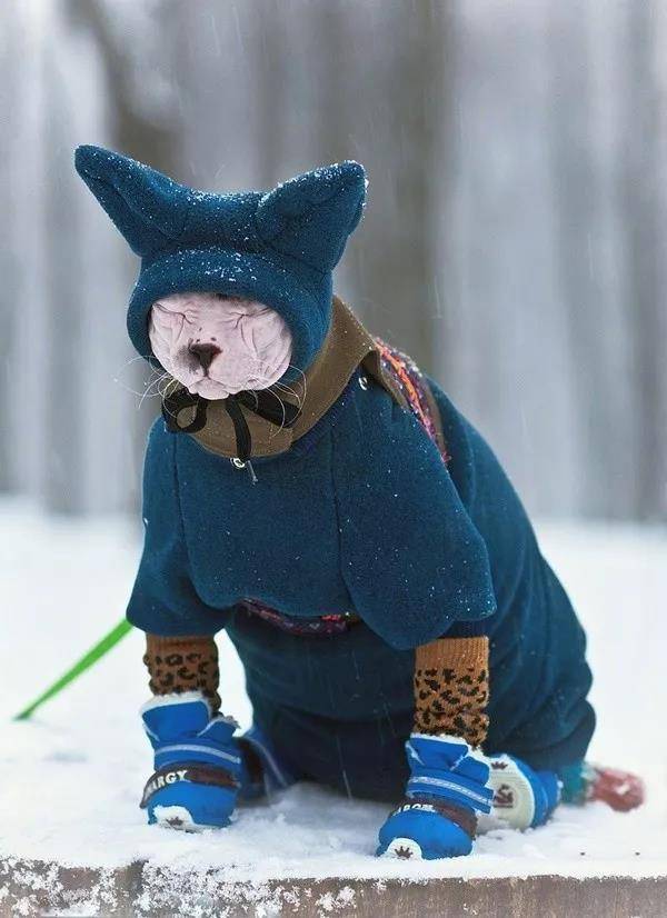 无毛猫的冬天…喵:哎卧槽,为毛要带老子出来…