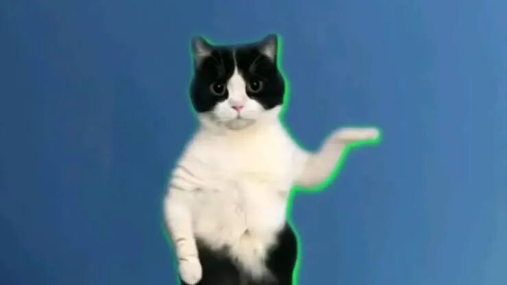 宠物发情喂避孕药可以吗?这些后果需要考虑