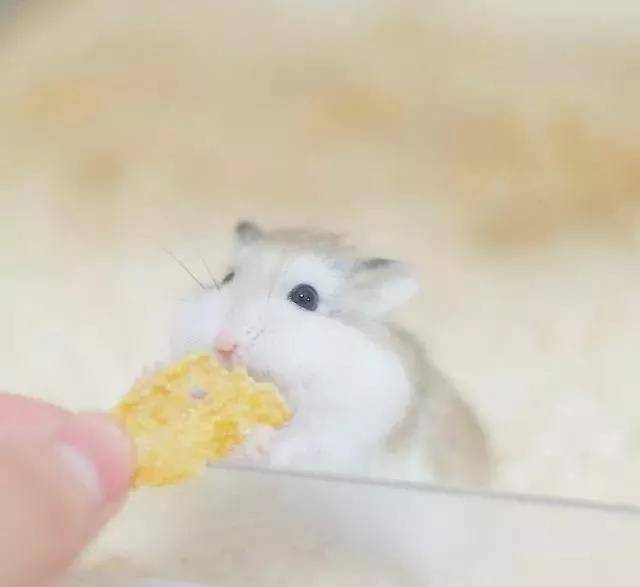 吃东西也要卖个萌,颜即正义