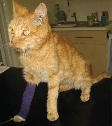 猫咪肾病，早期症状与预防