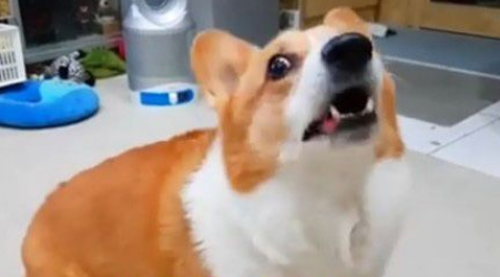 爸爸说要洗澡柯基翻脸大吵 马麻一出动秒答应