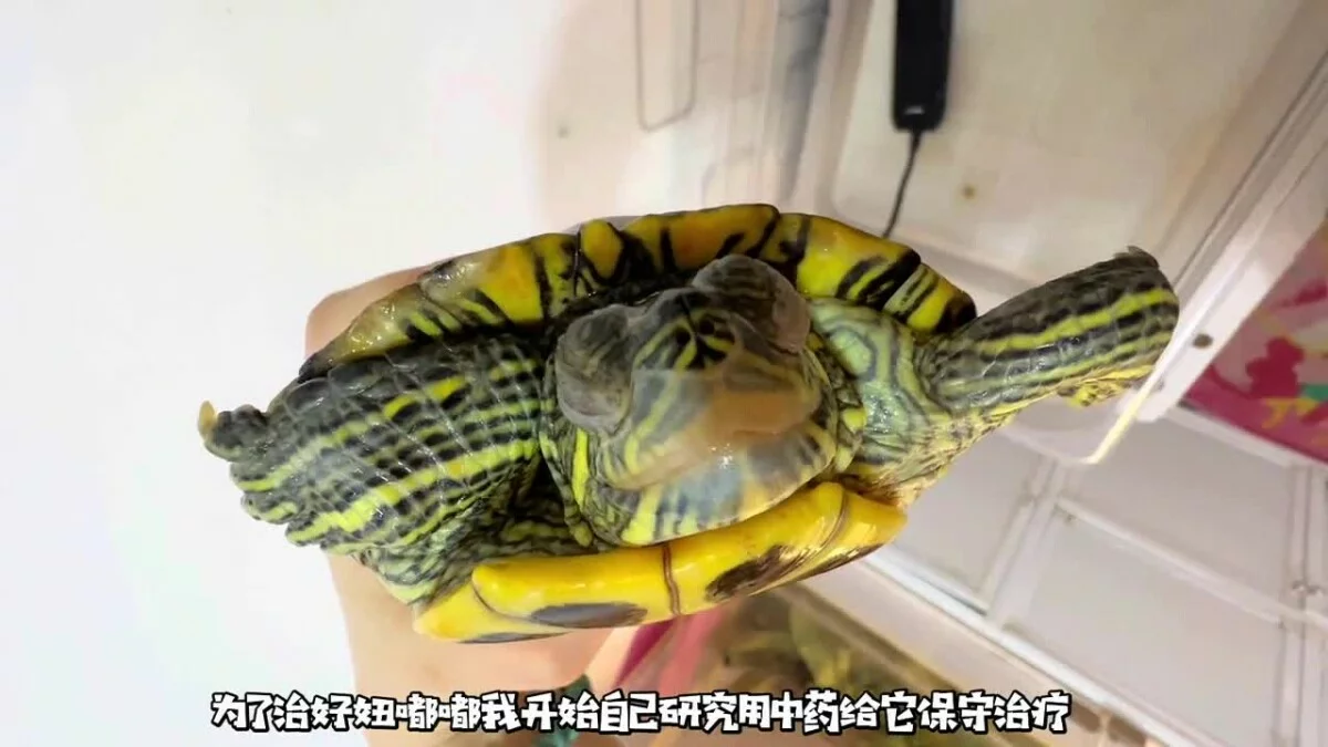 乌龟重度肠炎怎么治疗？看看这位博主的成功经验