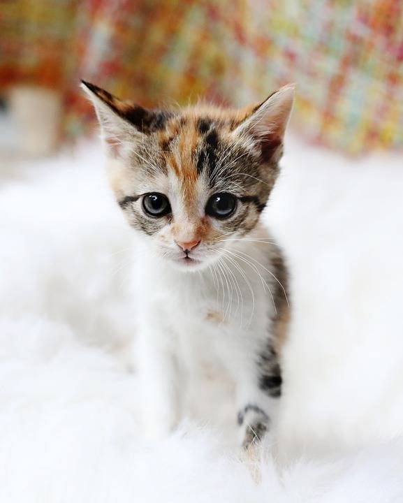 小猫, 悲伤的眼睛