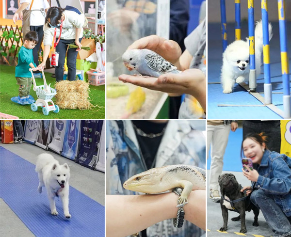数万宠业人将齐聚广州国际潮宠展,六大亮点提前关注!