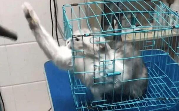 带猫咪去宠物店洗澡, 洗到一半老板郁闷了: 这只猫必须加钱