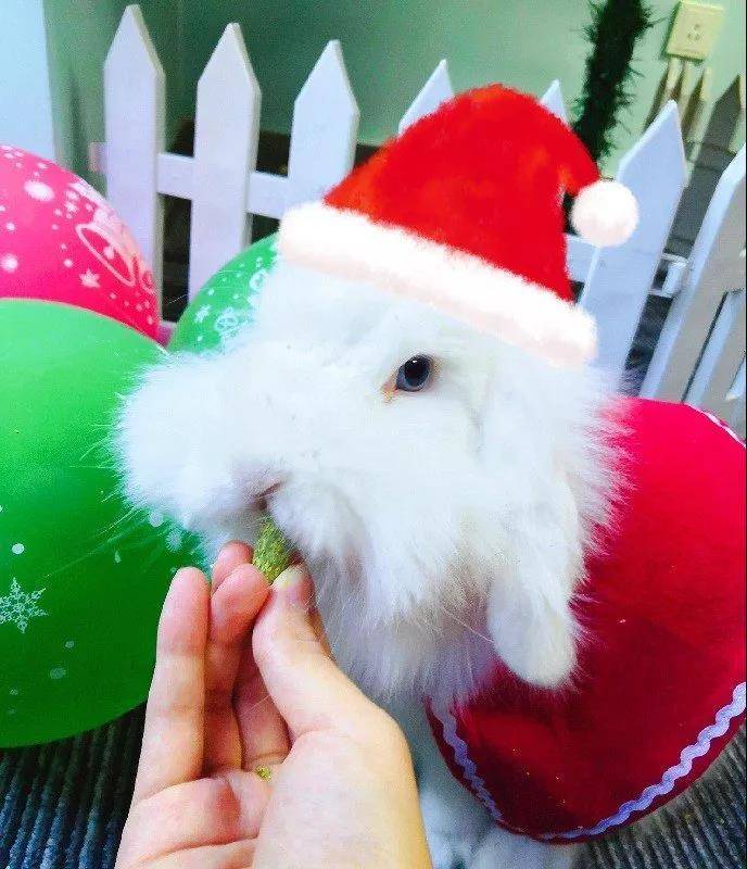 海棠兔祝大家圣诞节快乐