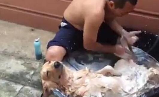 男人给金毛洗澡时,另一只在旁边看见,主人见到金毛的神情笑了