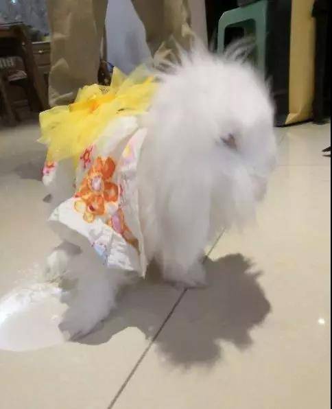 一岁半的海棠兔
