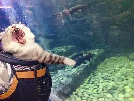 网友带着猫逛水族馆时,猫咪的表情瞬间就亮了... 这个应该好吃!那个看上去也不错啊!