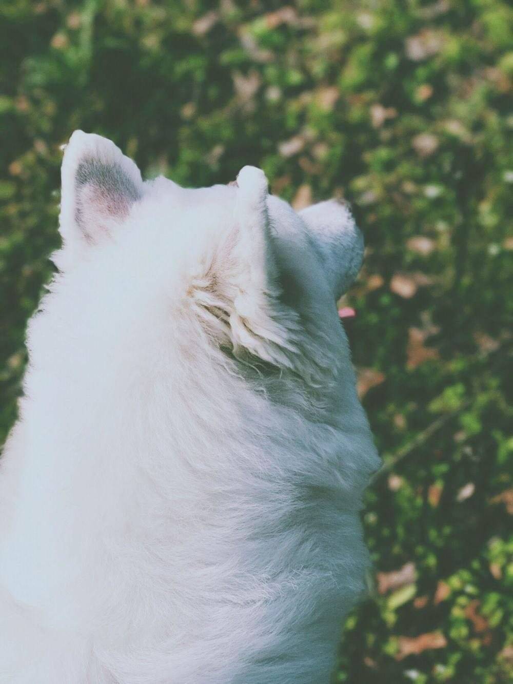 萨摩耶,美不美看图 你们的小可爱来了