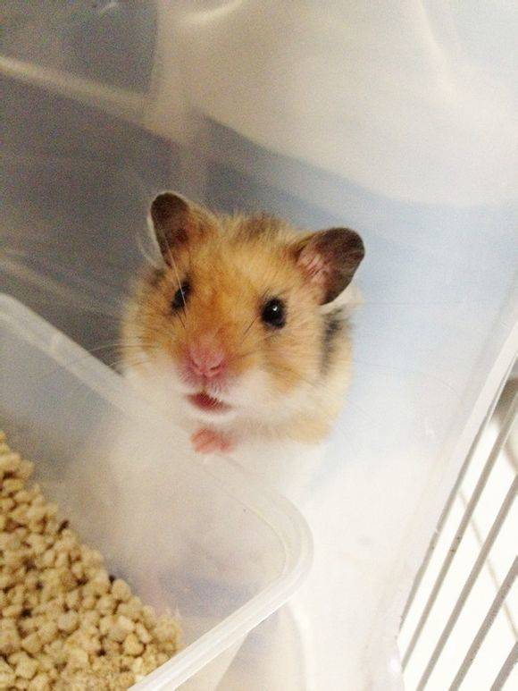 一只超级有洁癖的西施熊