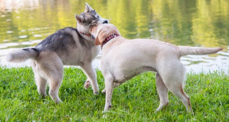 揭穿狗狗心丝虫病的 10 大误区