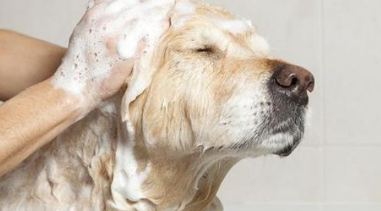 回家看到老公在给二哈洗澡,走近一看笑岔气:这样洗了才入味!