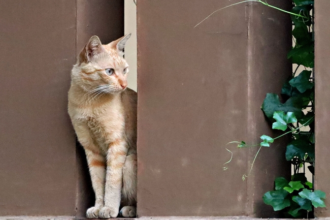 站在栅栏缝里的小猫图片