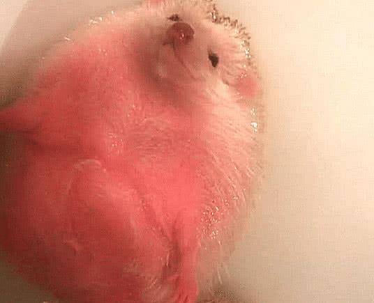 男友帮刺猬洗澡,主人进去一看,被这画面吓坏了,几分熟了