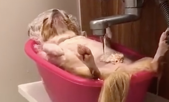 狗狗躺在洗澡盆中泡浴,自来水龙头一直从上边渗水,看上去好舒服呀!