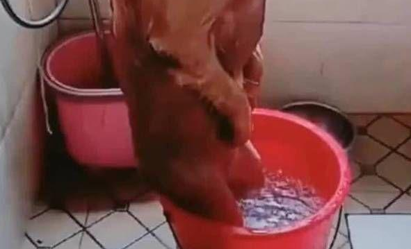 女主人给大金毛洗澡,半途接了个电話,回家后见到金毛神情笑喷