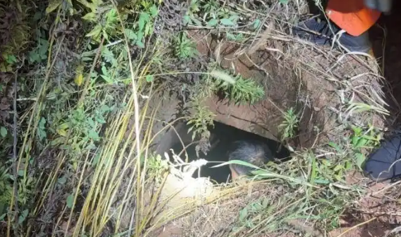 江西南昌：男子深夜下井救狗反被困 消防紧急救援