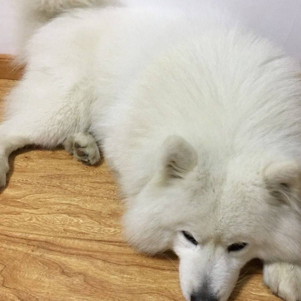 萨摩耶吃货的最高境界，都要把我吃穷了