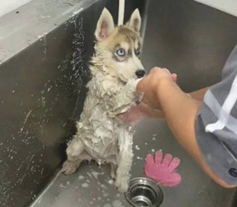 二哈去宠物店洗澡时,却一直盯住工作员:你这是啥目光啊?
