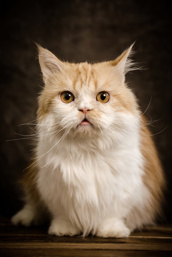 可爱波斯猫萌宠写真摄影图片