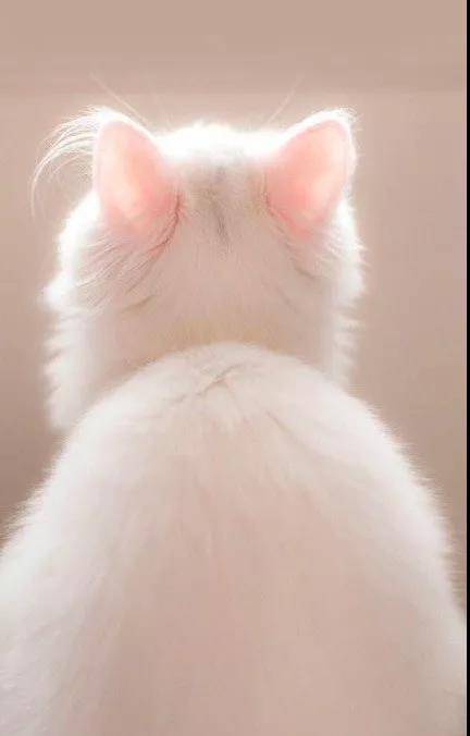 来几张小猫咪的背影杀图片,值的收藏哦