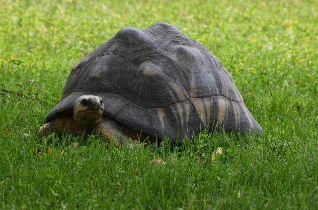 爬宠爆螨?三步彻底清理饲养箱