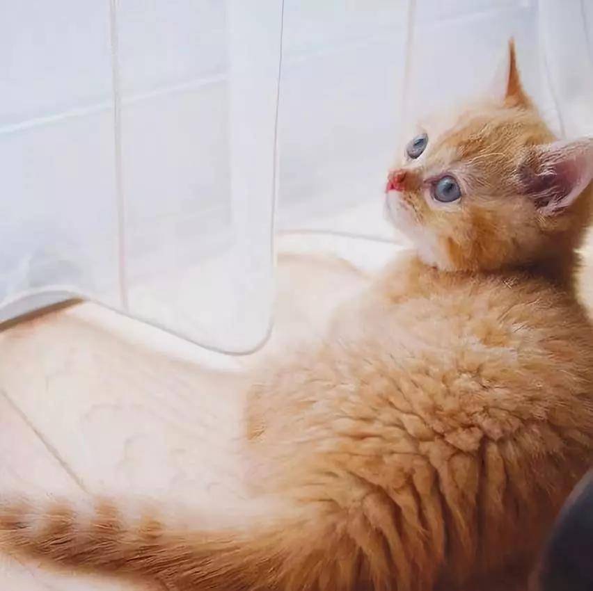 来几张小猫咪的背影杀图片,值的收藏哦